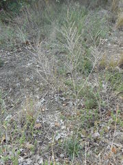 Erysimum pseudorhaeticum