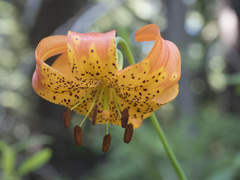 Lilium pardalinum shastense