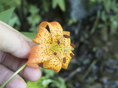 Lilium pardalinum shastense