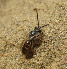 Lasioglossum zephyrus