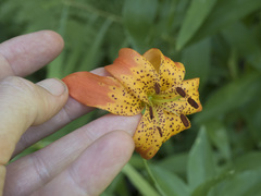 Lilium pardalinum shastense