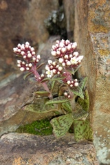 Crassula exilis