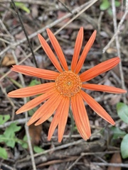 Gerbera jamesonii