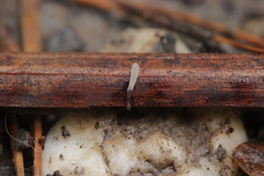 Typhula quisquiliaris