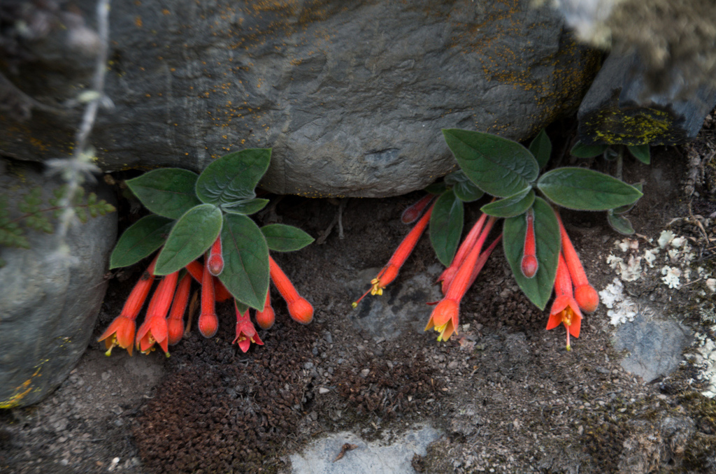 Fuchsia apetala