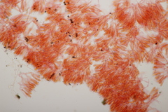 Typhula quisquiliaris