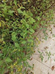 Sigesbeckia pubescens