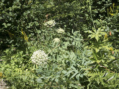 Angelica tomentosa