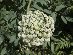 Angelica tomentosa