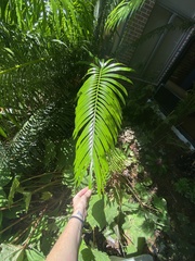 Cycas rumphii