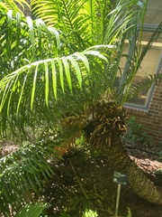 Cycas rumphii