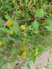 Sigesbeckia pubescens