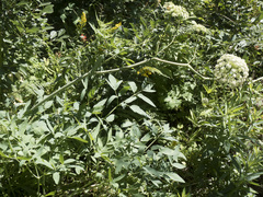 Angelica tomentosa