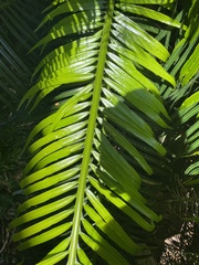 Cycas rumphii