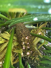 Cycas rumphii