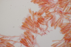Typhula quisquiliaris