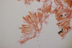 Typhula quisquiliaris