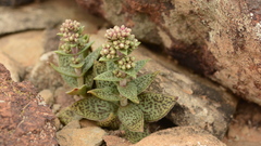 Crassula exilis
