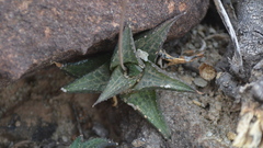 Haworthiopsis tessellata