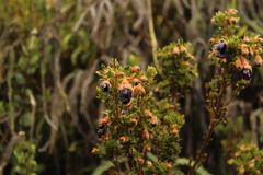 Brachyotum strigosum