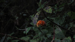 Columnea strigosa