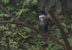 Black Hawk-Eagle photo 4