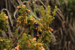 Brachyotum strigosum