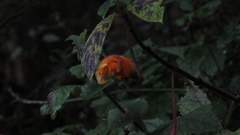 Columnea strigosa