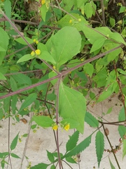 Sigesbeckia pubescens