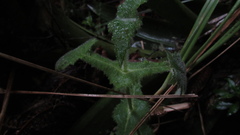 Calceolaria perfoliata