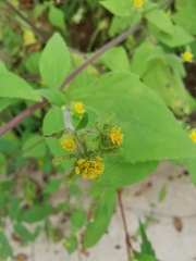 Sigesbeckia pubescens