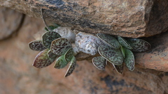 Adromischus trigynus