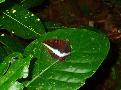 Tanaecia calliphorus