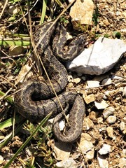 Vipera ursinii