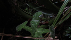 Calceolaria perfoliata