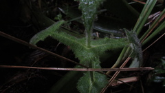 Calceolaria perfoliata