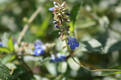 Salvia uliginosa