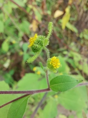 Sigesbeckia pubescens