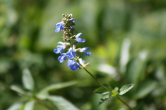 Salvia uliginosa