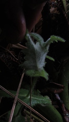 Calceolaria perfoliata