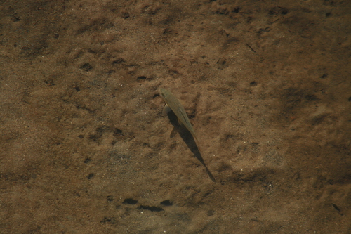 Italian barbel (Barbus plebejus) — Cyprinidae — 5