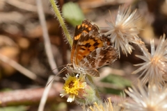 Aricoris campestris