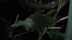 Calceolaria perfoliata