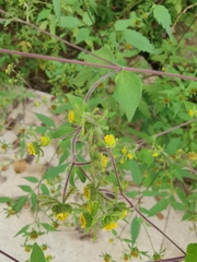 Sigesbeckia pubescens