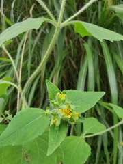 Sigesbeckia pubescens