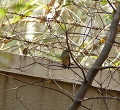 Muscicapa dauurica