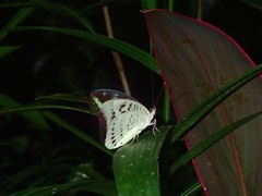 Tanaecia calliphorus