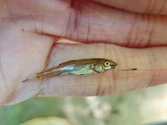 Catostomus commersonii