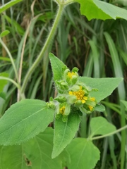 Sigesbeckia pubescens