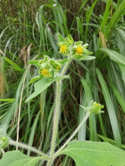 Sigesbeckia pubescens
